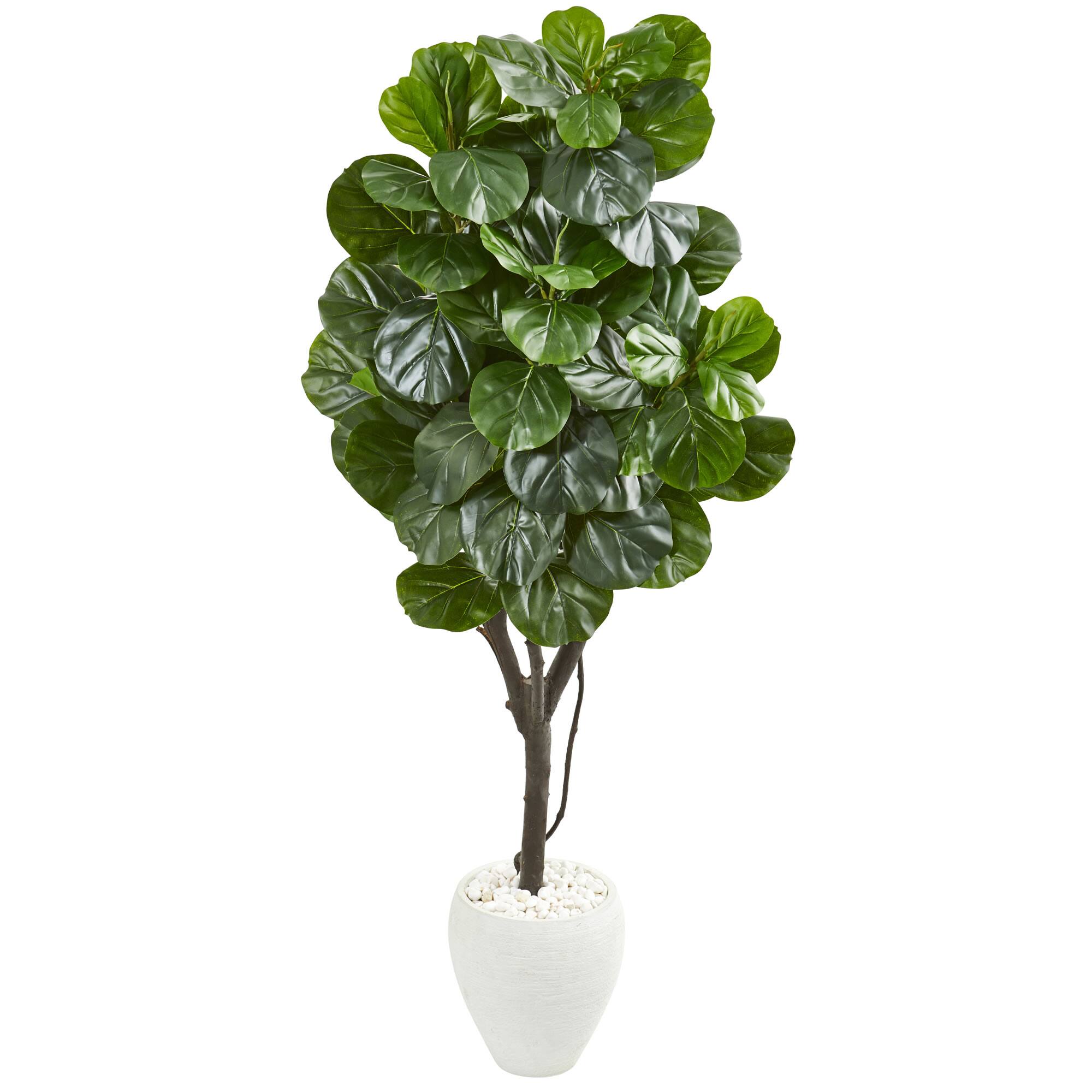 5.5ft. Fiddle Leaf Fig Tree in White Planter